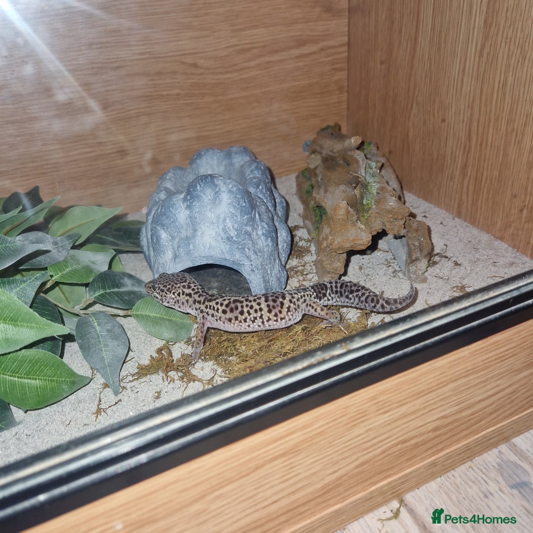 Gecko reptiles for sale: Leopard geko - Advert 4