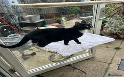 British Shorthair cats for sale: Ms Ninja  - Image 5