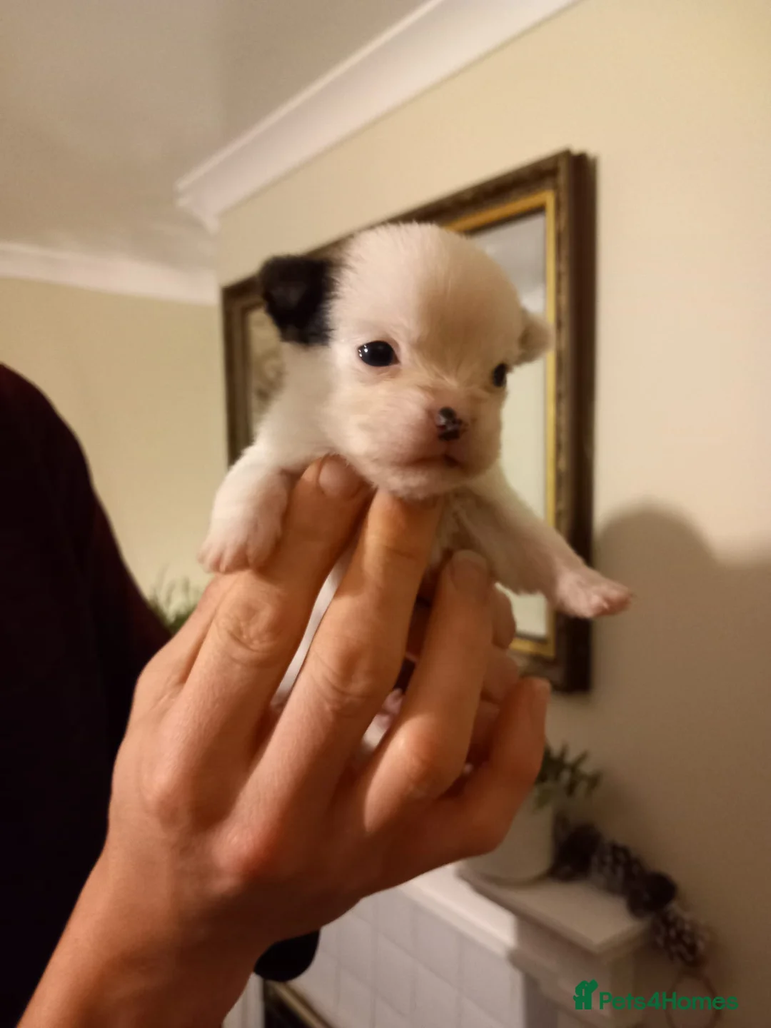 Mixed Breed dogs for sale: 2 Boy & 2 Girl- Jack Russell/Chihuahua x Shih Tzu - Advert 5