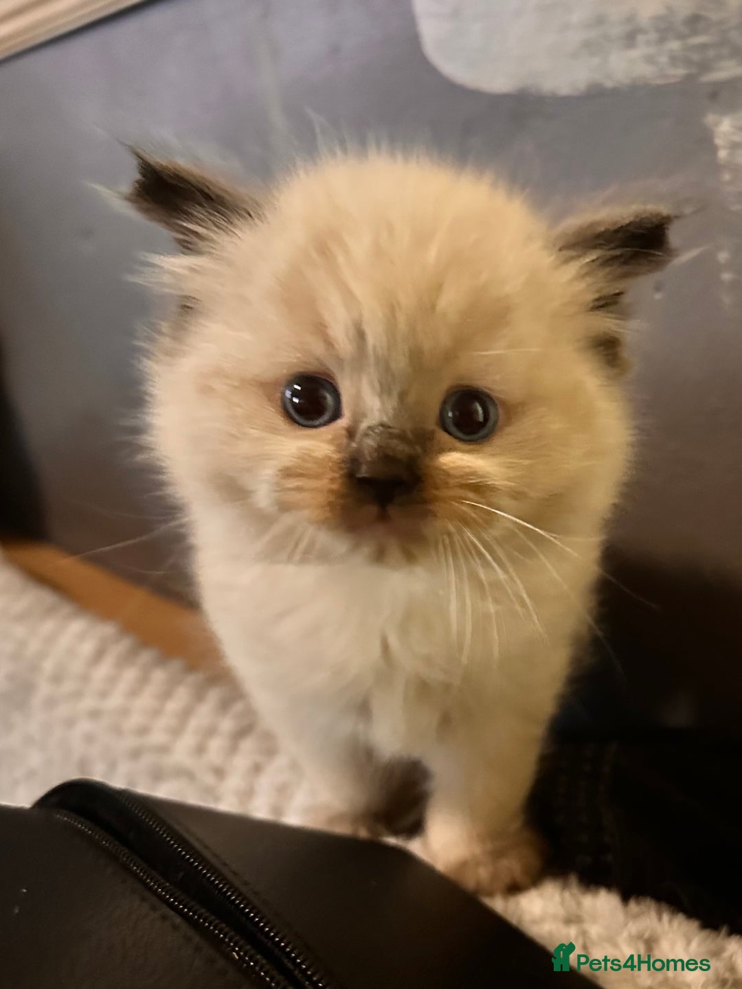 Ragdoll cats for sale: Pure ragdoll  - Advert 6