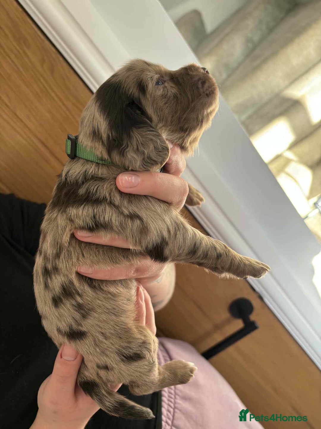 Cocker Spaniel dogs for sale: Working Cocker Spaniel Puppies - Advert 5