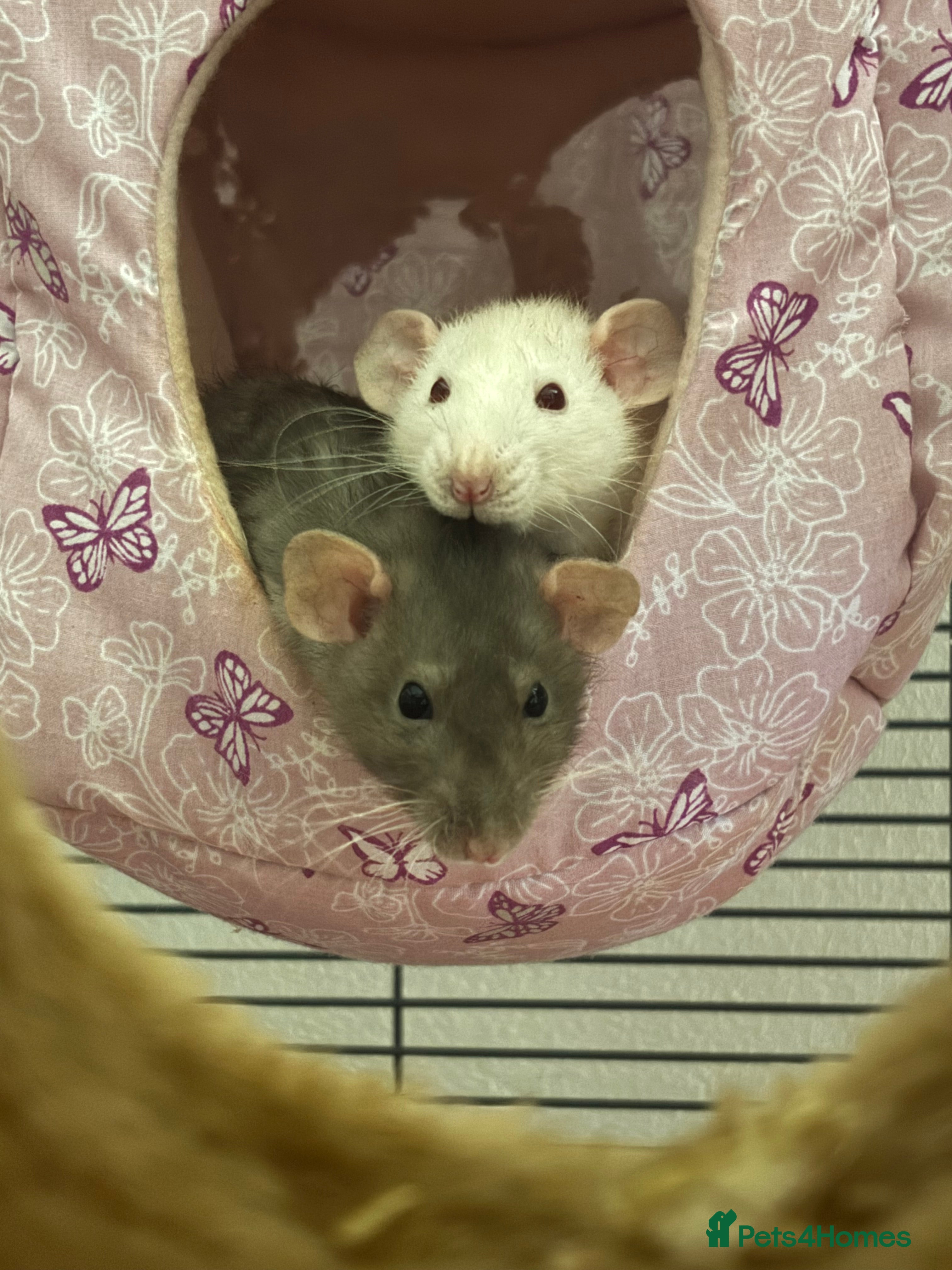 Rat rodents 2 female dumbo rats - Advert 3