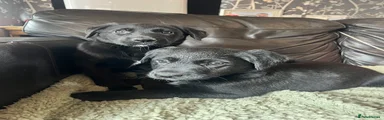 Borador 4