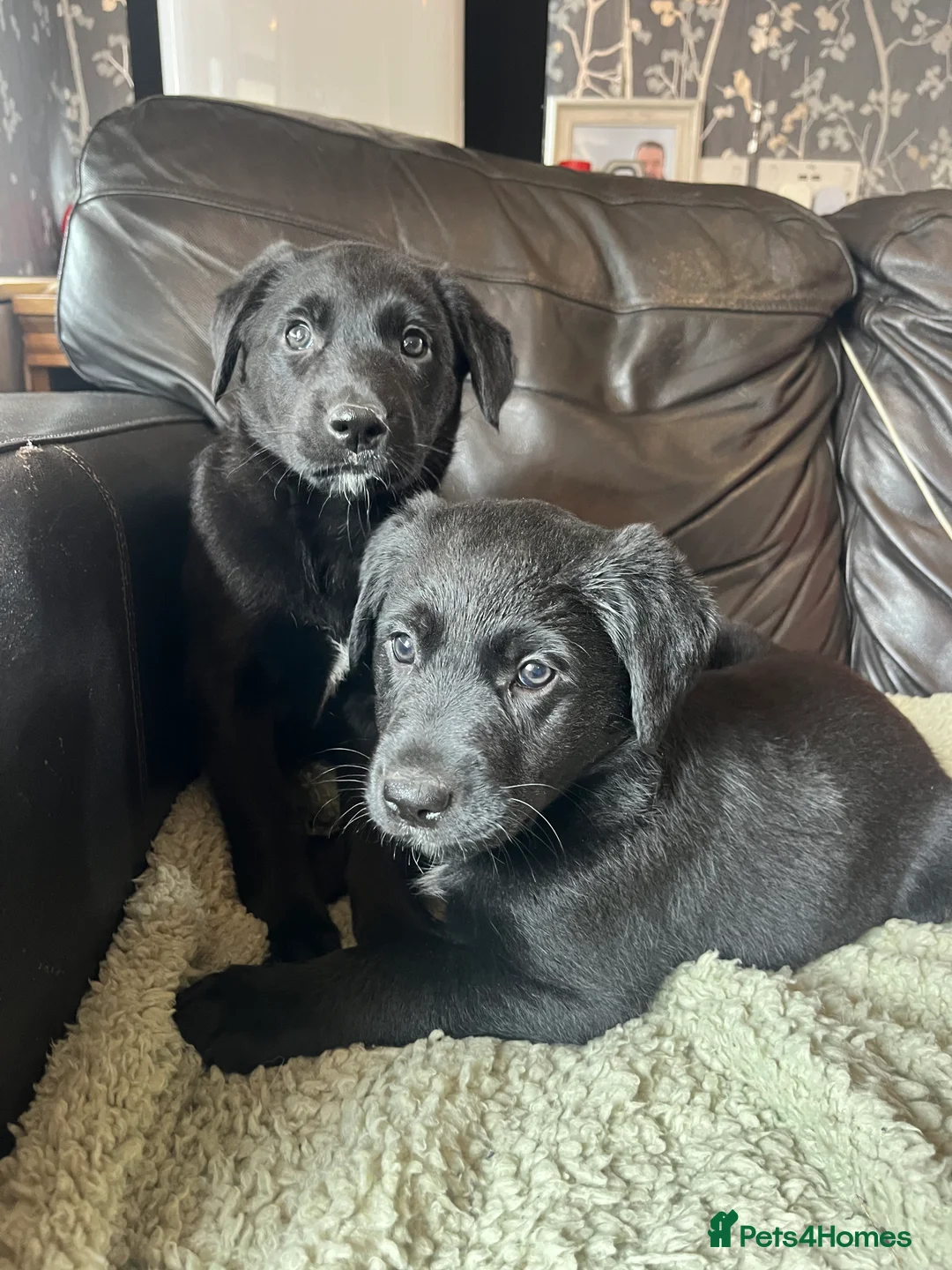 Borador dogs for sale: Beautiful Borador blue Merle / black pups - Advert 2