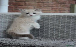 Ragdoll cats for sale: 🐈✨ Tica Registered Ragdoll Kittens in Tamworth - Image 14