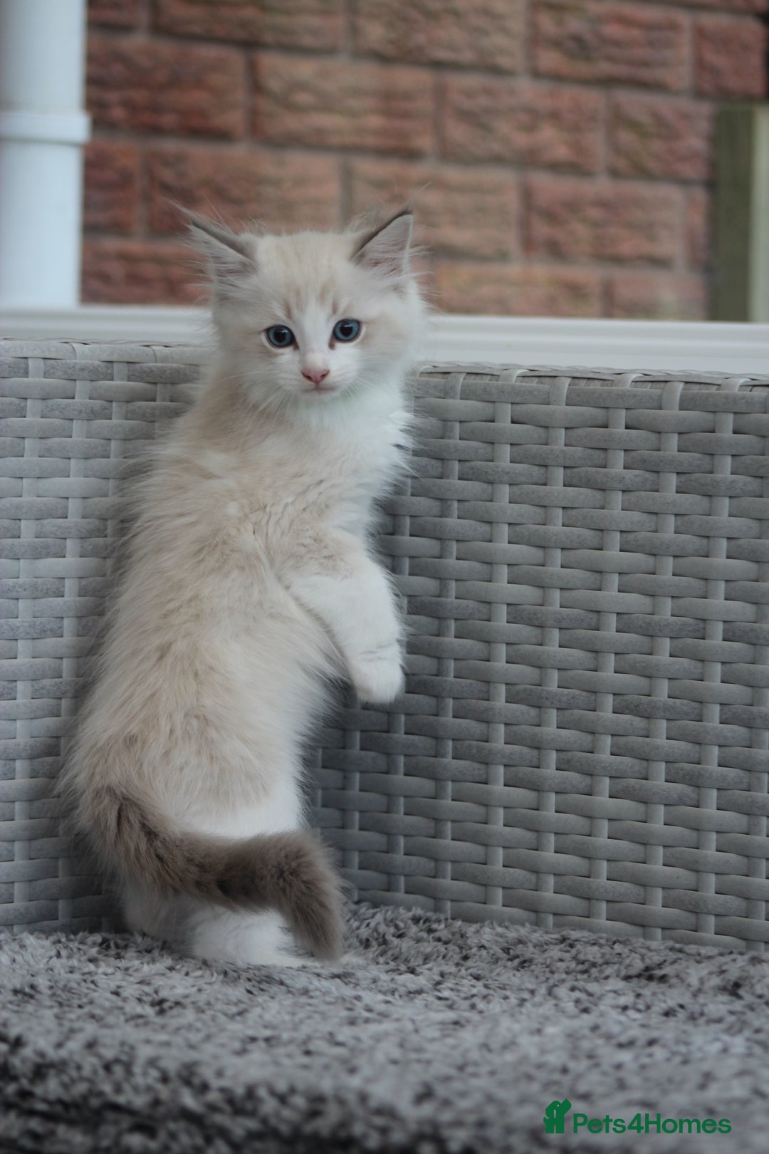 Ragdoll cats for sale: 🐈✨ Tica Registered Ragdoll Kittens in Tamworth - Image 14