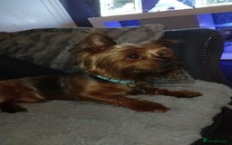 Yorkshire Terrier dogs for stud: Yorkshire terrier stud - Image 1