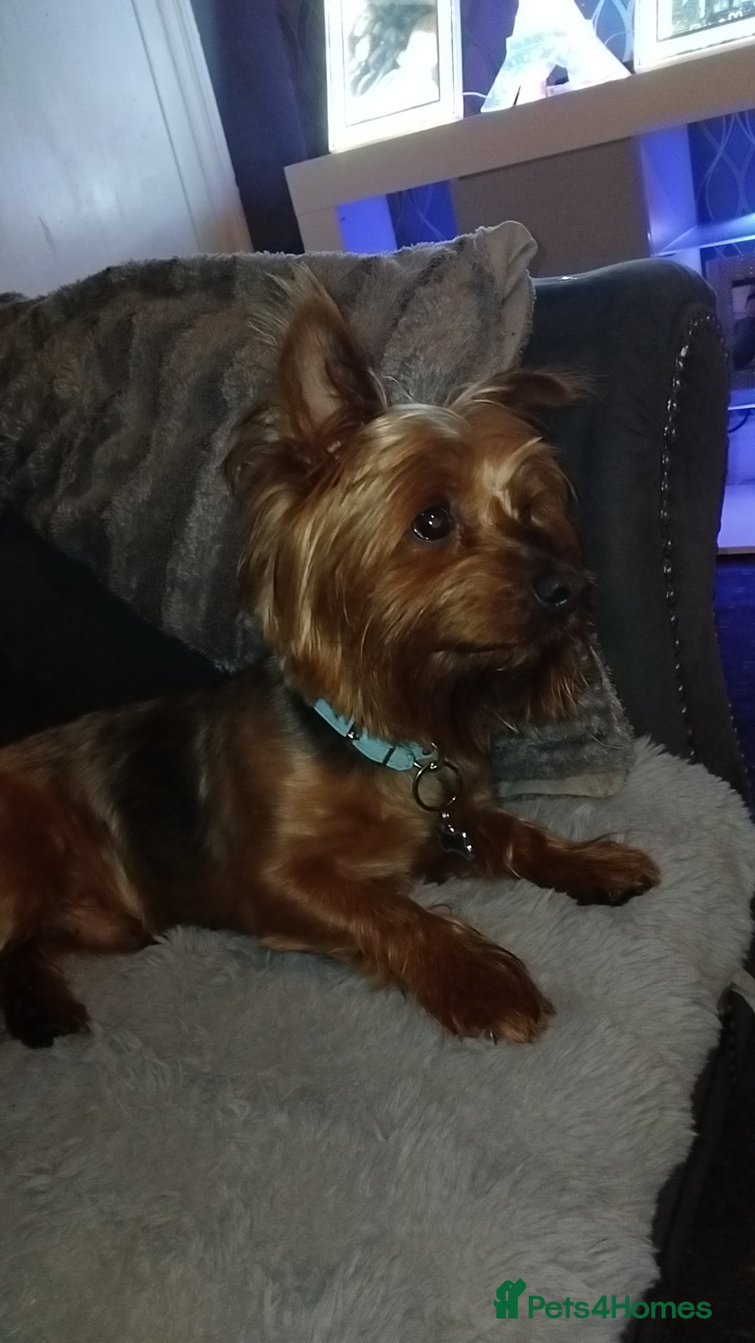 Yorkshire Terrier dogs for stud: Yorkshire terrier stud - Image 1
