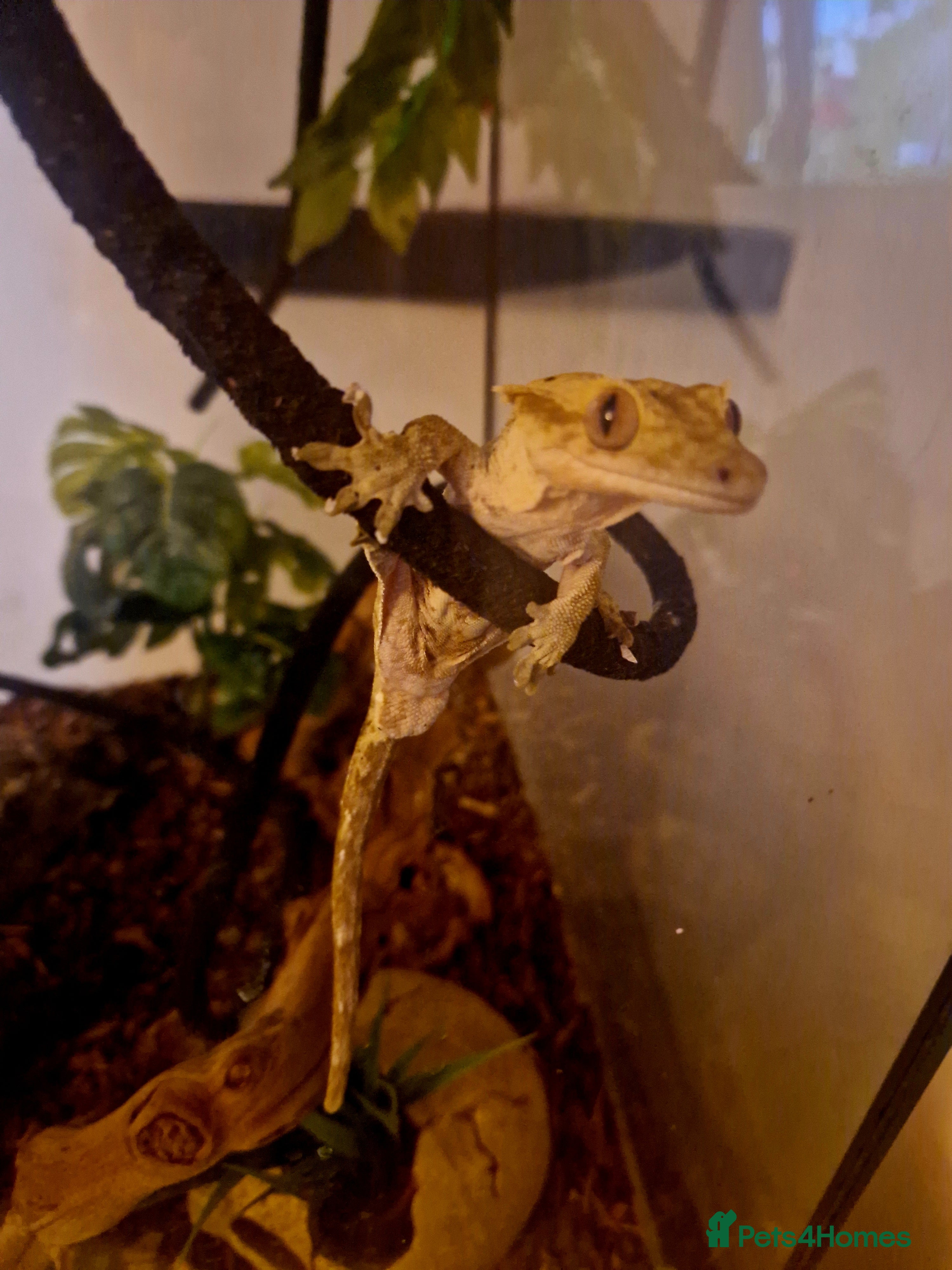 Gecko reptiles 6 Year Old Female Crested Gecko + Full Terranium - Advert 3