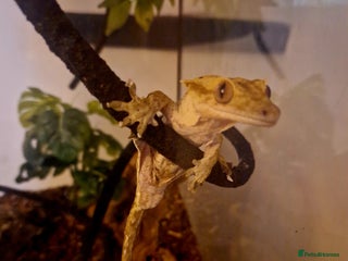 Gecko reptiles 6 Year Old Female Crested Gecko + Full Terranium - Advert 3
