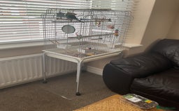 Parrots birds for sale: Kākāriki small parrot with cage - Image 2