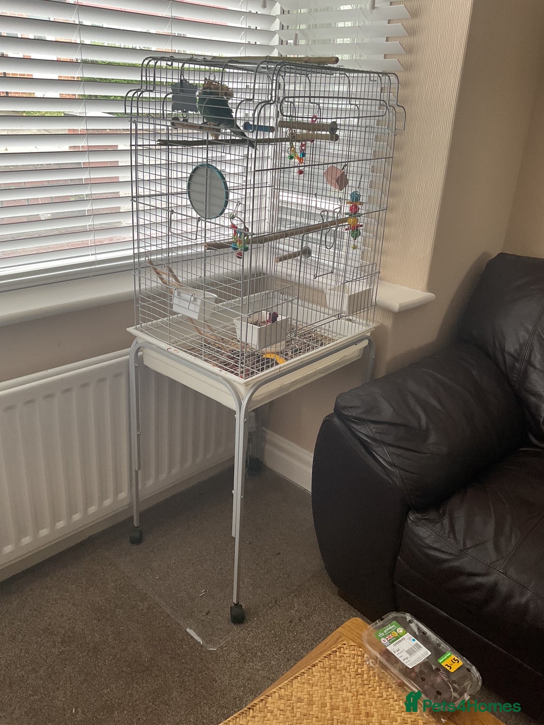 Parrots birds for sale: Kākāriki small parrot with cage - Image 2