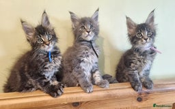 Maine Coon cats for sale: 💥Maine Coon,TICA ,CHAMPION RUSSIAN BLOODLINES💥 - Image 6