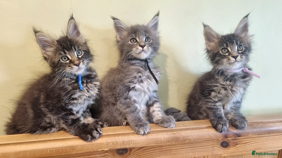 Maine Coon cats for sale: 💥Maine Coon,TICA ,CHAMPION RUSSIAN BLOODLINES💥 - Image 6