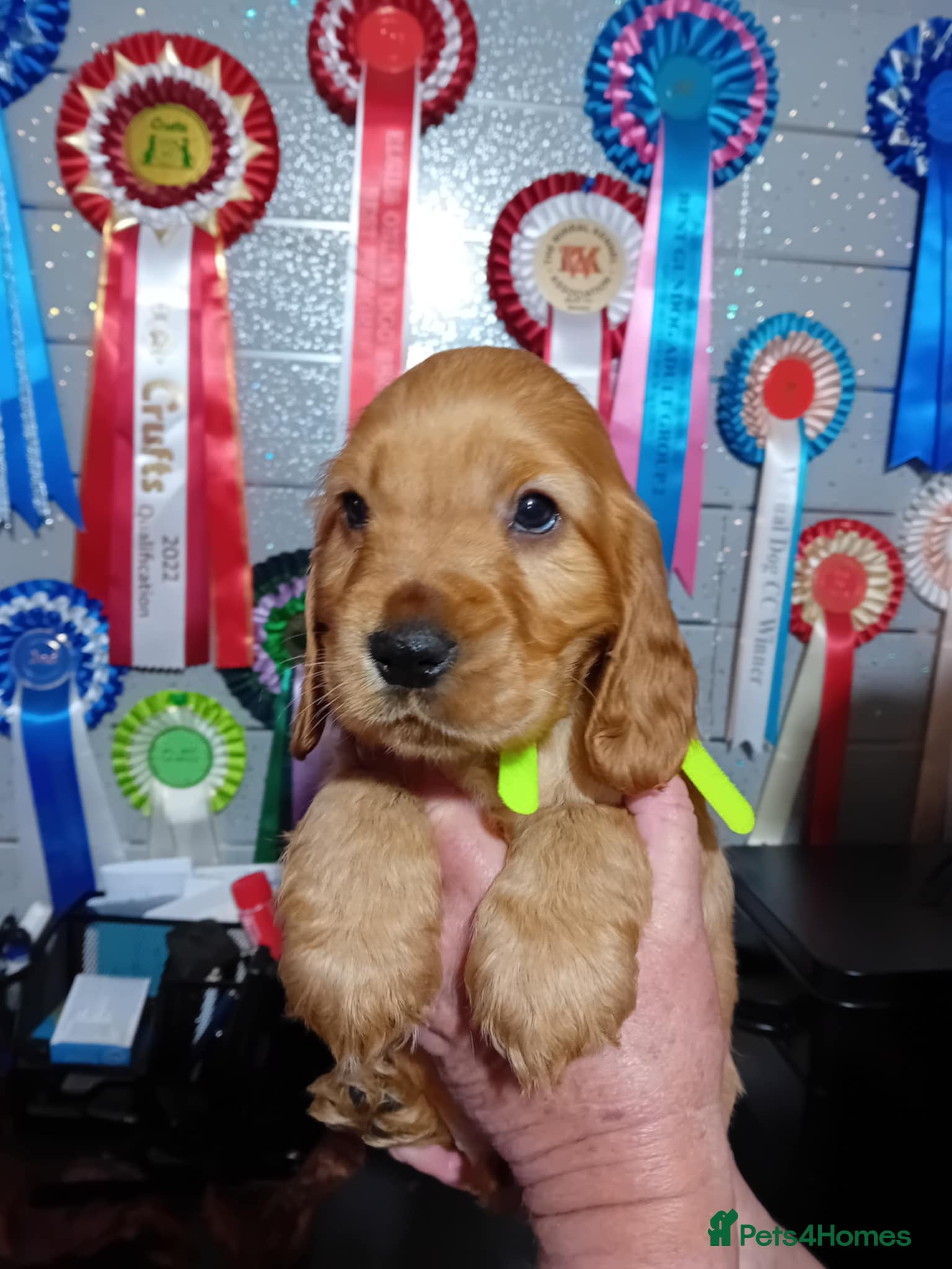 Cocker Spaniel dogs PURE SHOW COCKER SPANIEL PUPPIES FROM SHOW PARENTS - Advert 4