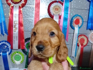 Cocker Spaniel dogs PURE SHOW COCKER SPANIEL PUPPIES FROM SHOW PARENTS - Advert 9