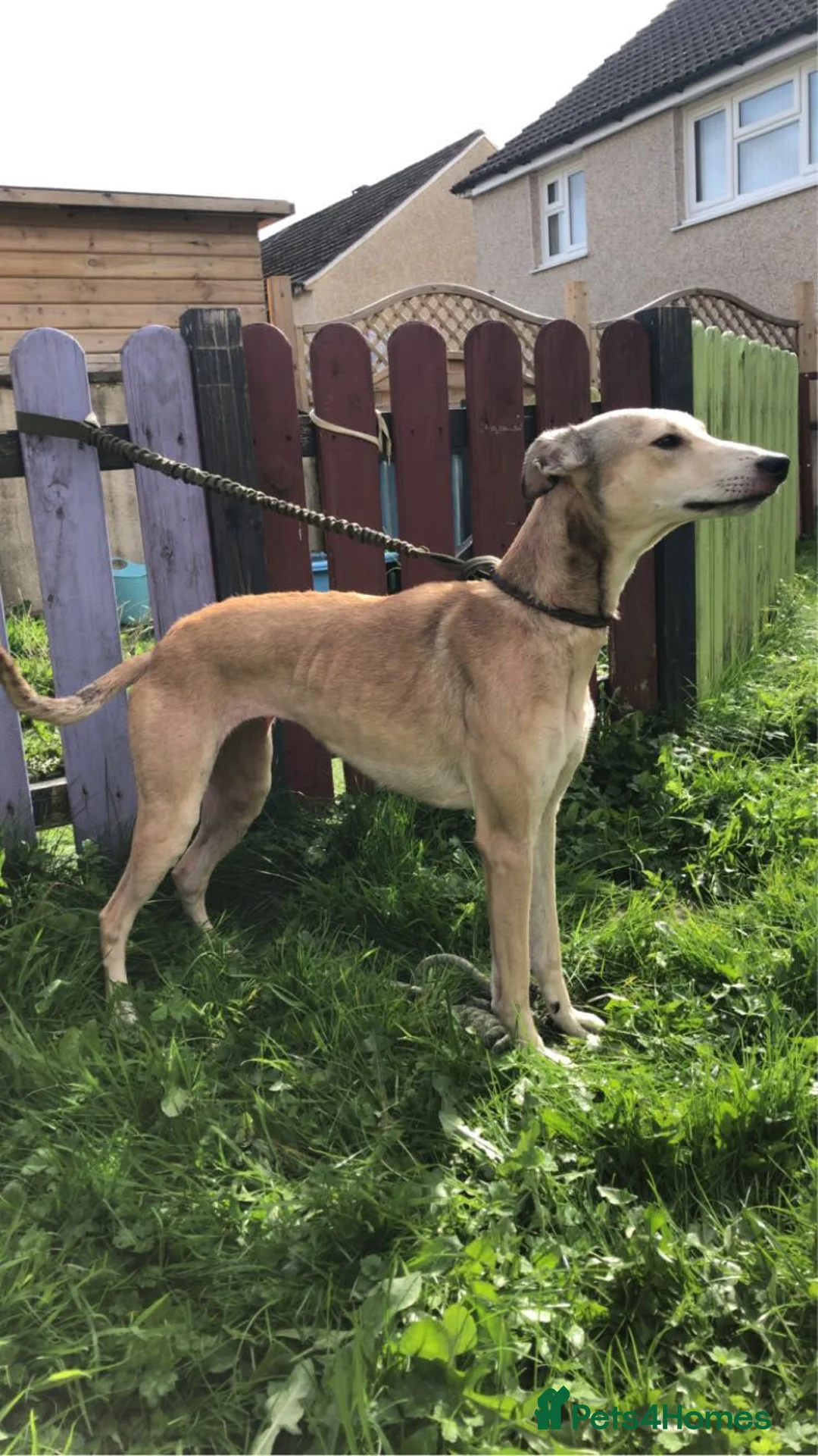 Mixed Breed dogs for sale: Whippet x  greyhound puppies - Advert 10