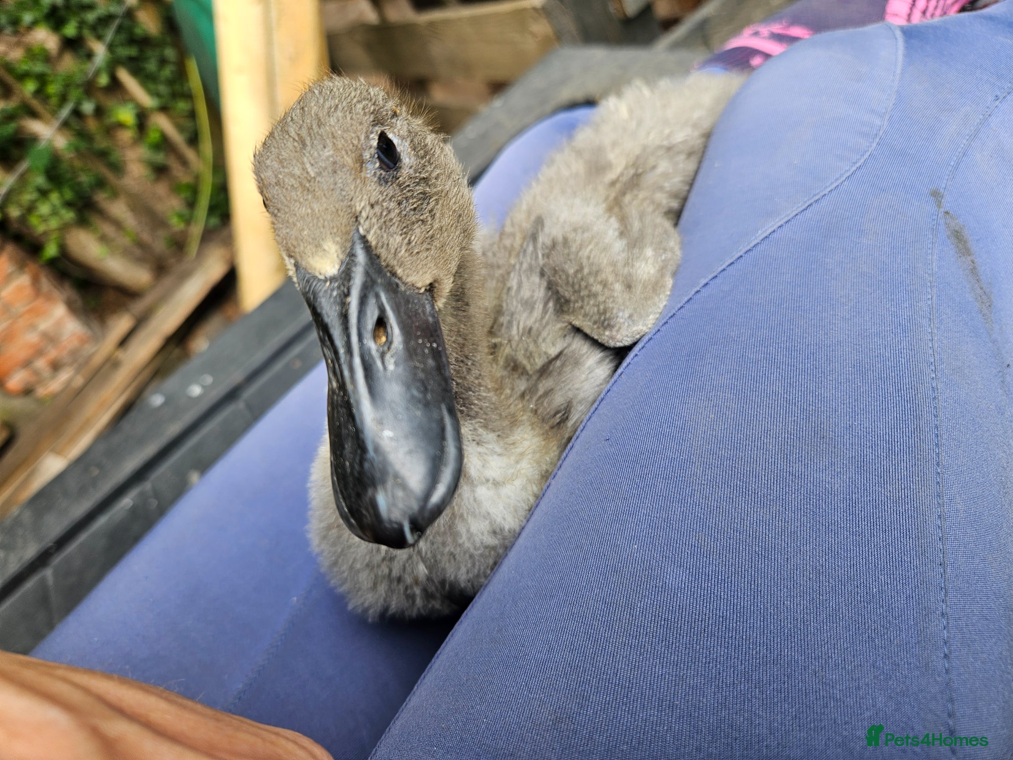 Ducks poultry for sale: Indian runner duck females in Abingdon - Advert 1