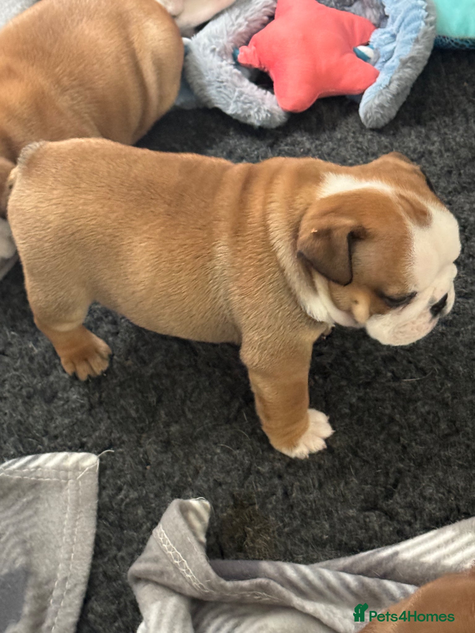 English Bulldog dogs KC REG Red and White Traditional  Bulldog Puppies  - Advert 11