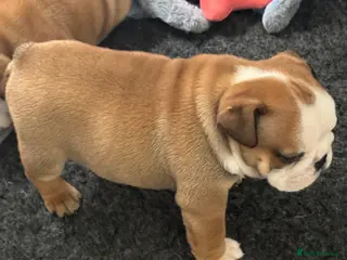 English Bulldog dogs KC REG Red and White Traditional Bulldog Puppies - Advert 11