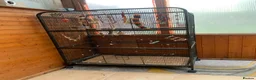 Cockatiels birds for sale: Cockatiel Pair for Sale Complete Setup Included in Luton - Advert 3