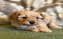Cavapoo dogs for sale: Florence F1b Golden Cavapoo Girl - Image 1