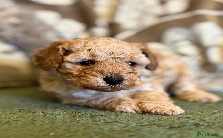 Cavapoo dogs - Advert 6