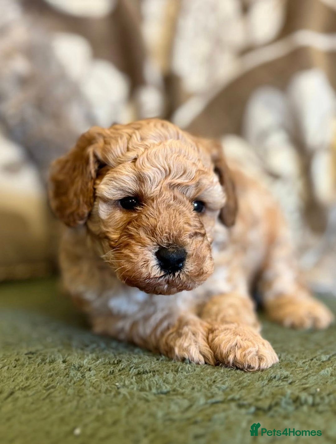 Cavapoo dogs for sale: Florence F1b Golden Cavapoo Girl - Image 1