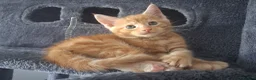 Maine Coon cats for sale: 4 maincoon babies  - Advert 20