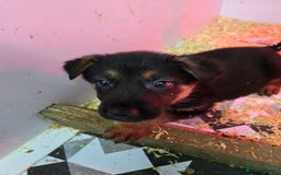 German Shepherd dogs for sale: Chunky German shepherd puppies for sale  - Advert 11