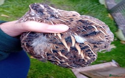 Quail poultry for sale: Laying Coturnix Quail – Confirmed Hens - Image 12