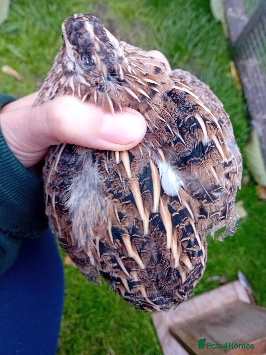 Quail poultry for sale: Laying Coturnix Quail – Confirmed Hens - Image 12