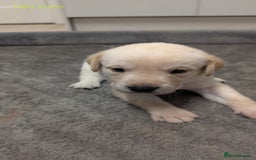 Labrador Retriever dogs for sale: Gorgeous Yellow Labrador Puppies - Image 9