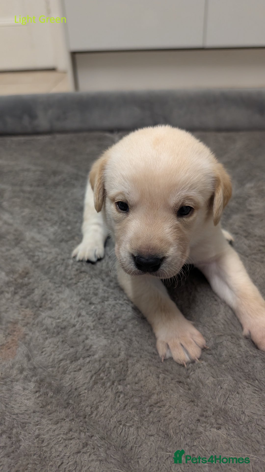 Labrador Retriever dogs for sale: Gorgeous Yellow Labrador Puppies - Image 9