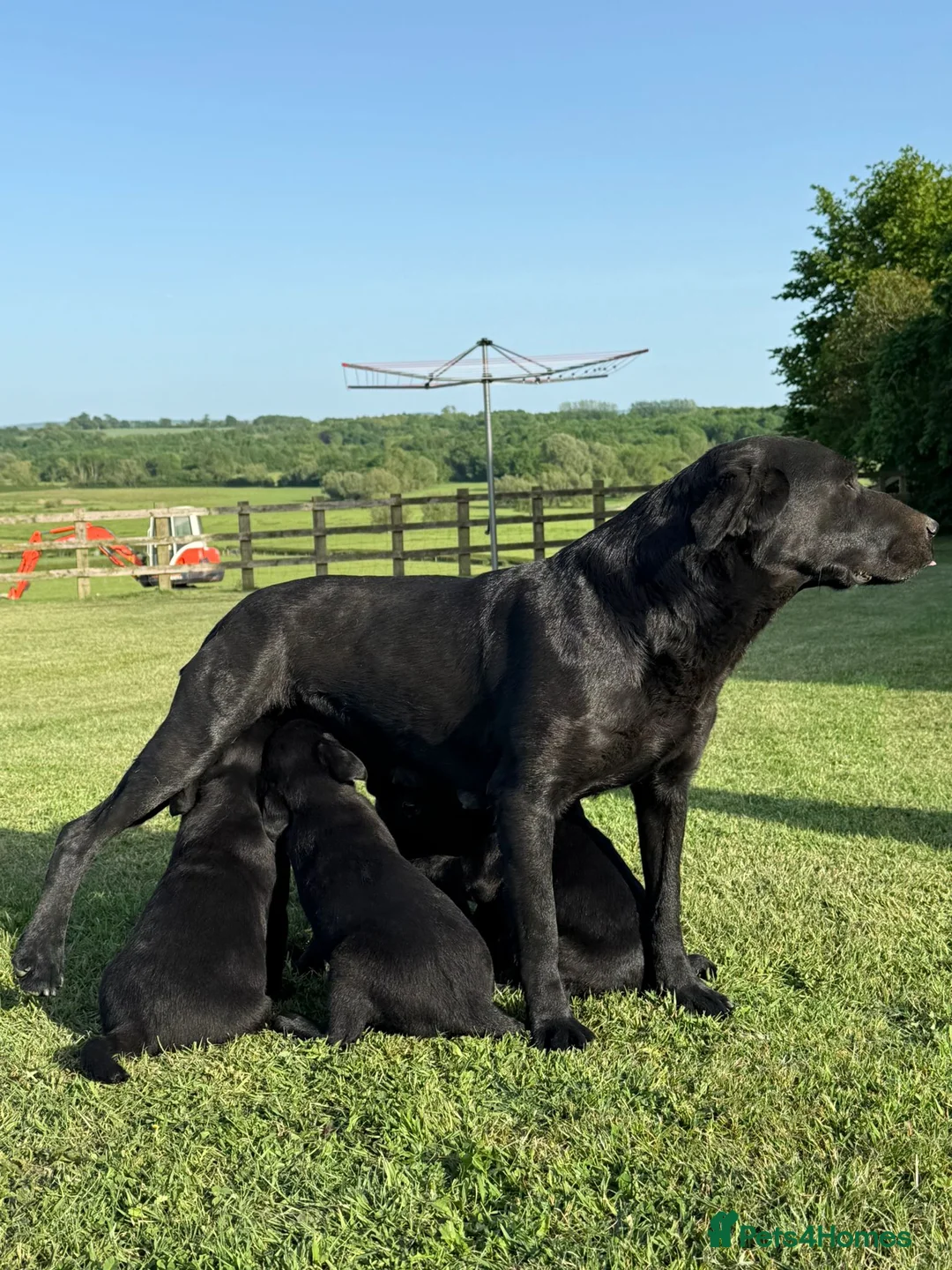 Labrador Retriever dogs for sale: Mr stephen jones in Aylesbury - Advert 15