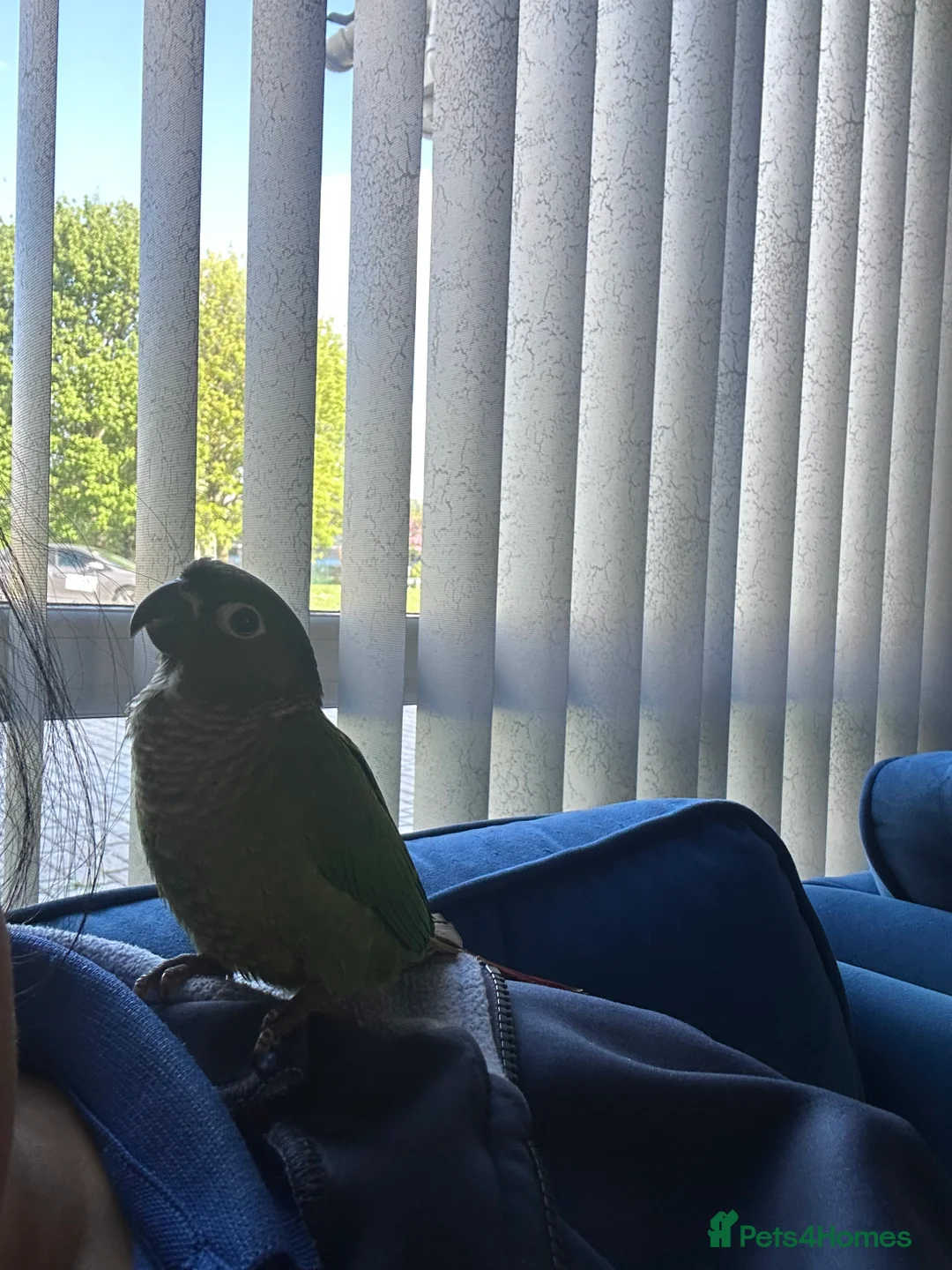 Conures birds for sale: 5 months old baby conure - hand tame  - Advert 9