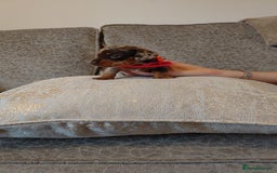 Miniature Dachshund dogs for sale: Ready now beautiful miniature dachshund pups - Image 37