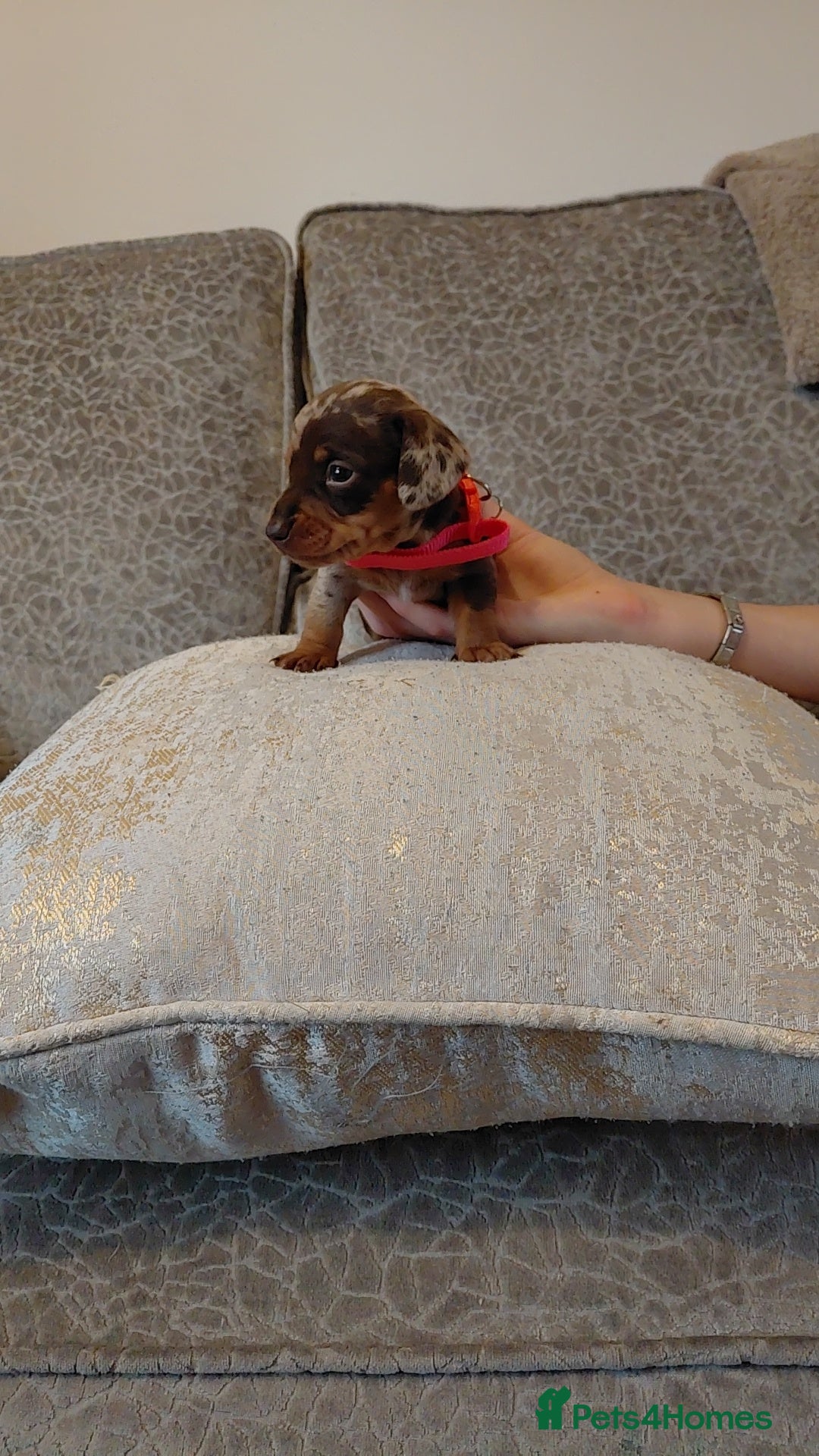 Miniature Dachshund dogs for sale: Ready now beautiful miniature dachshund pups - Image 37