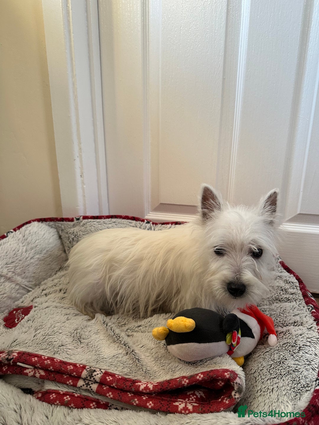 West Highland Terrier dogs for sale: Beautiful West highland terrier puppies  - Advert 3