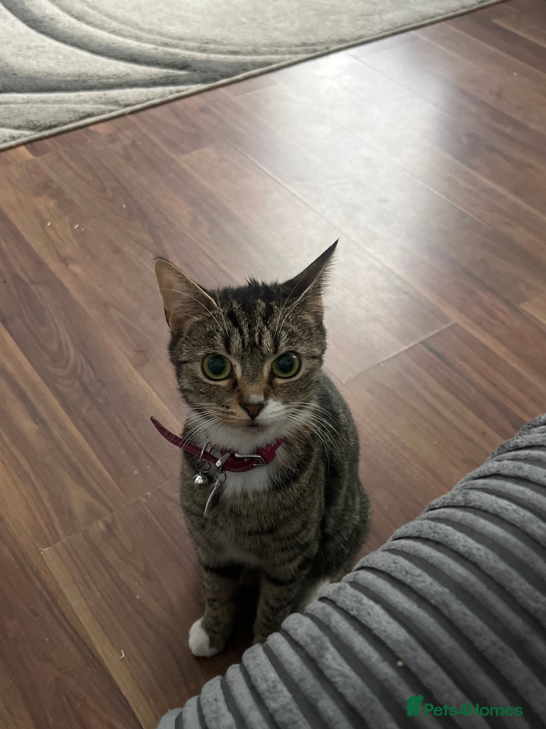 Bengal cats for sale: Bengal/Tabby - Image 4