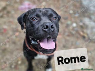 Mixed Breed dogs 2 x Dogue de Bordeaux x cane corso - Advert 15