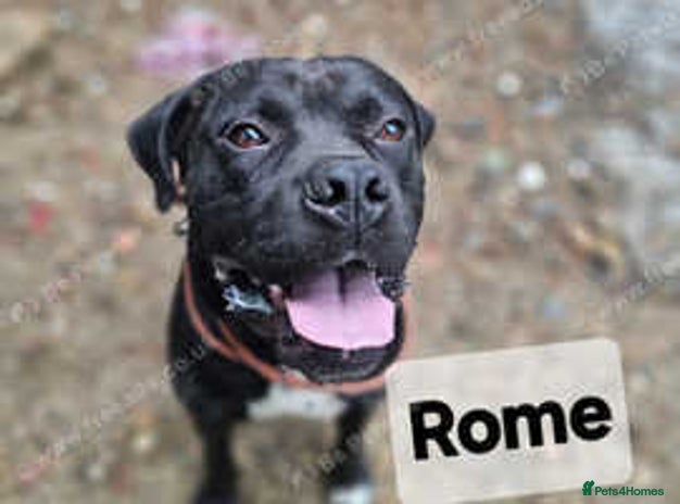 Mixed Breed dogs - Advert 12