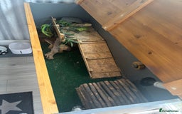 Bearded Dragon reptiles for sale: Bearded dragon with vivarium and set up included - Image 5