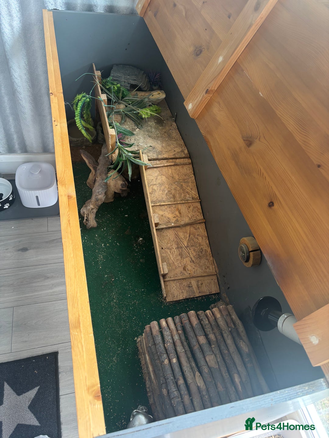Bearded Dragon reptiles for sale: Bearded dragon with vivarium and set up included - Image 5