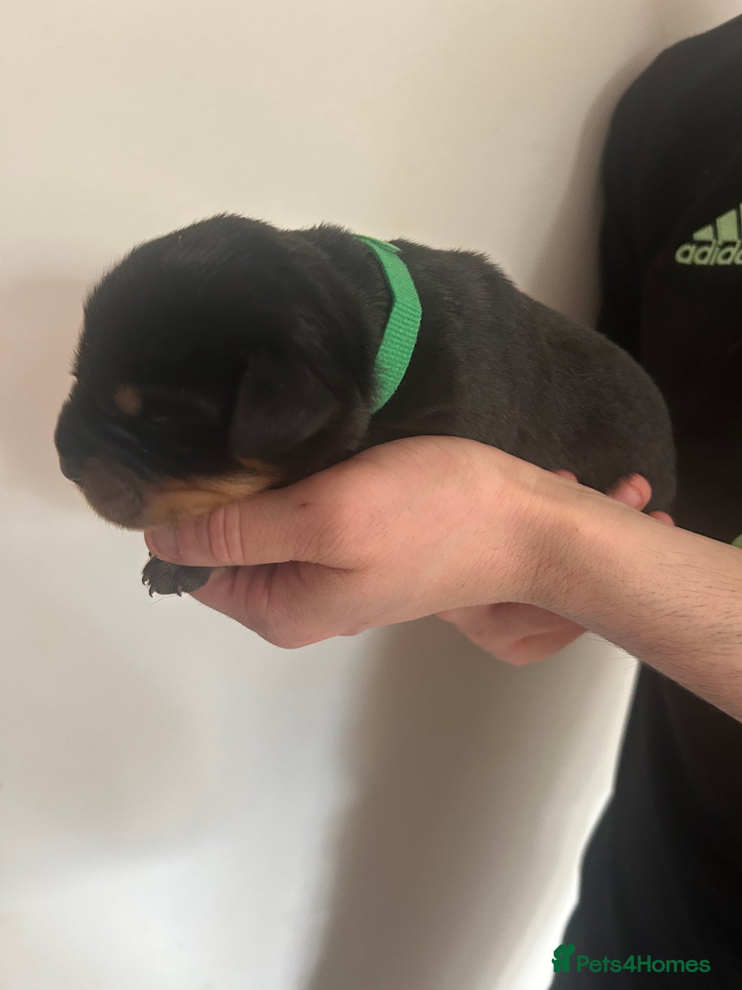 Rottweiler dogs for sale: Rottweiler puppies  - Image 8