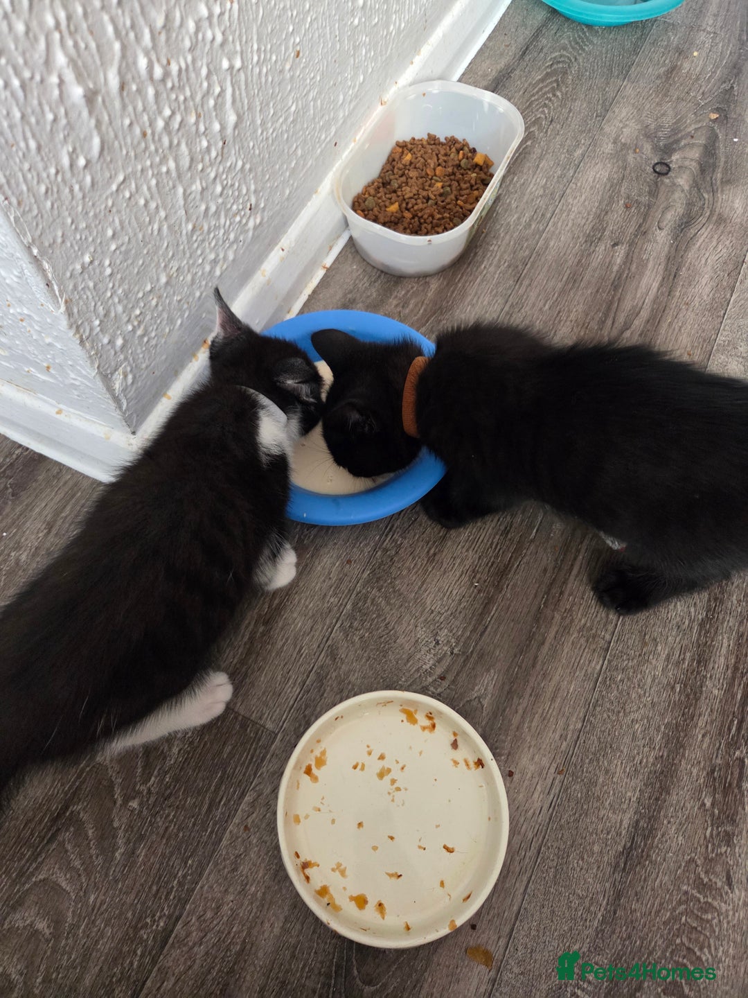 Mixed Breed cats for sale: 6 beautiful kittens for sale - Image 19