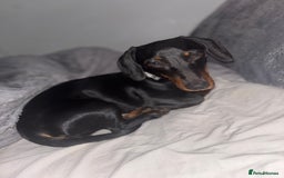 Miniature Dachshund dogs for sale: Beautiful Mini Dachshund girl  - Image 7