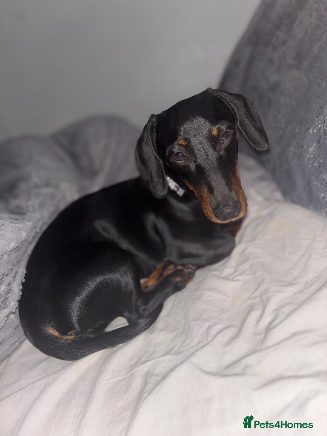 Miniature Dachshund dogs for sale: Beautiful Mini Dachshund girl  - Image 7