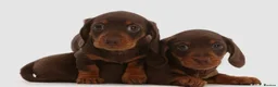 Miniature Dachshund dogs for sale: Miniature dachsund puppy's  in Walsall - Advert 3