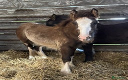Irish Cob horses for sale: Super small, super quality mini coblets - Image 4